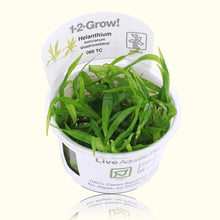 Load image into Gallery viewer, Helanthium Bolivianum &amp;#39;Quadricostatus&amp;#39; Tissue Culture - Aquarium Co - Op
