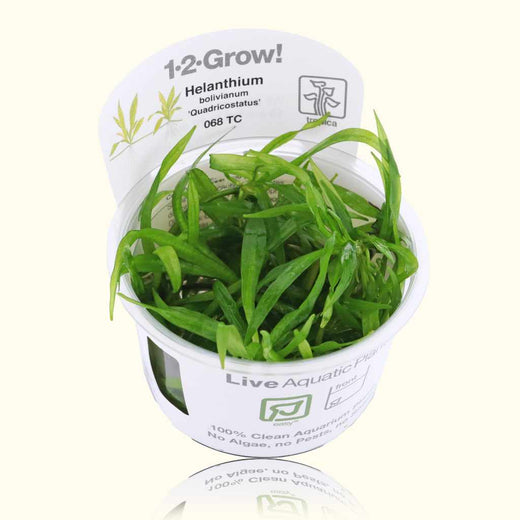 helanthium-bolivianum-quadricostatus-tissue-culture-2925943