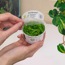 Load image into Gallery viewer, Helanthium Bolivianum &amp;#39;Quadricostatus&amp;#39; Tissue Culture - Aquarium Co - Op
