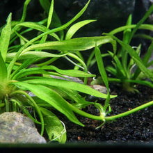 Load image into Gallery viewer, Helanthium Bolivianum &amp;#39;Quadricostatus&amp;#39; Tissue Culture - Aquarium Co - Op
