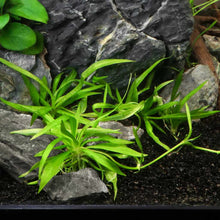 Load image into Gallery viewer, Helanthium Bolivianum &amp;#39;Quadricostatus&amp;#39; Tissue Culture - Aquarium Co - Op
