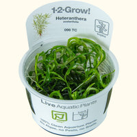 Heteranthera Zosterifolia Star Grass Tissue Culture