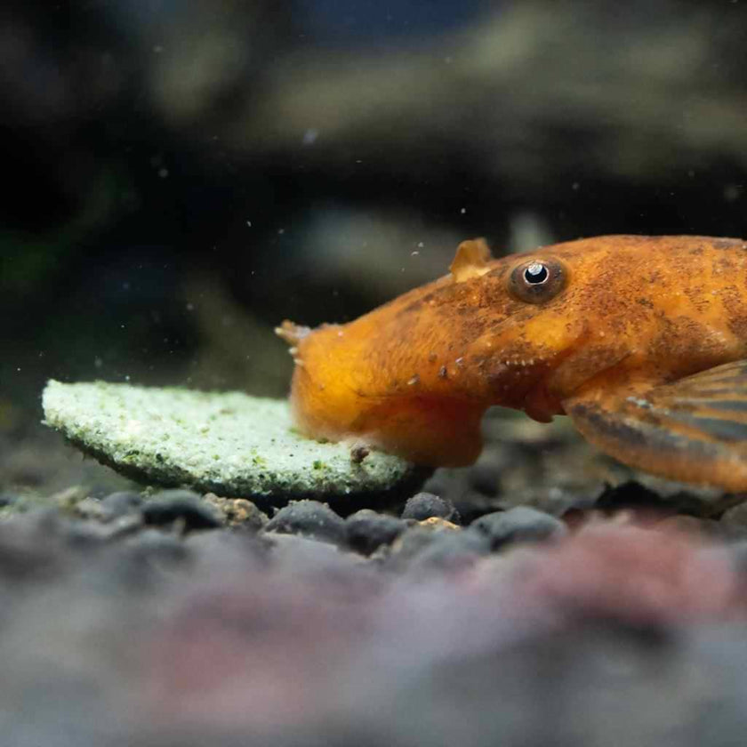 hikari-algae-wafers-3344977