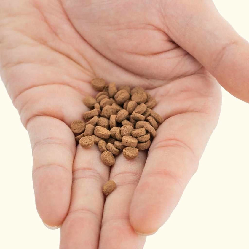 hikari-sinking-carnivore-pellets-3675557