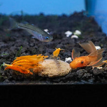 Load image into Gallery viewer, Hikari Sinking Wafers - Aquarium Co - Op
