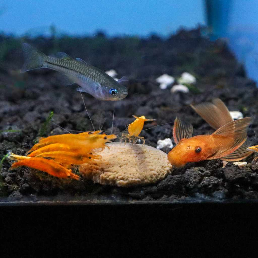 hikari-sinking-wafers-2178639