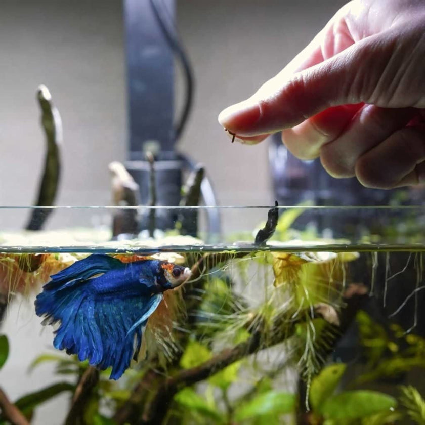 hikari-vibra-bites-4967203