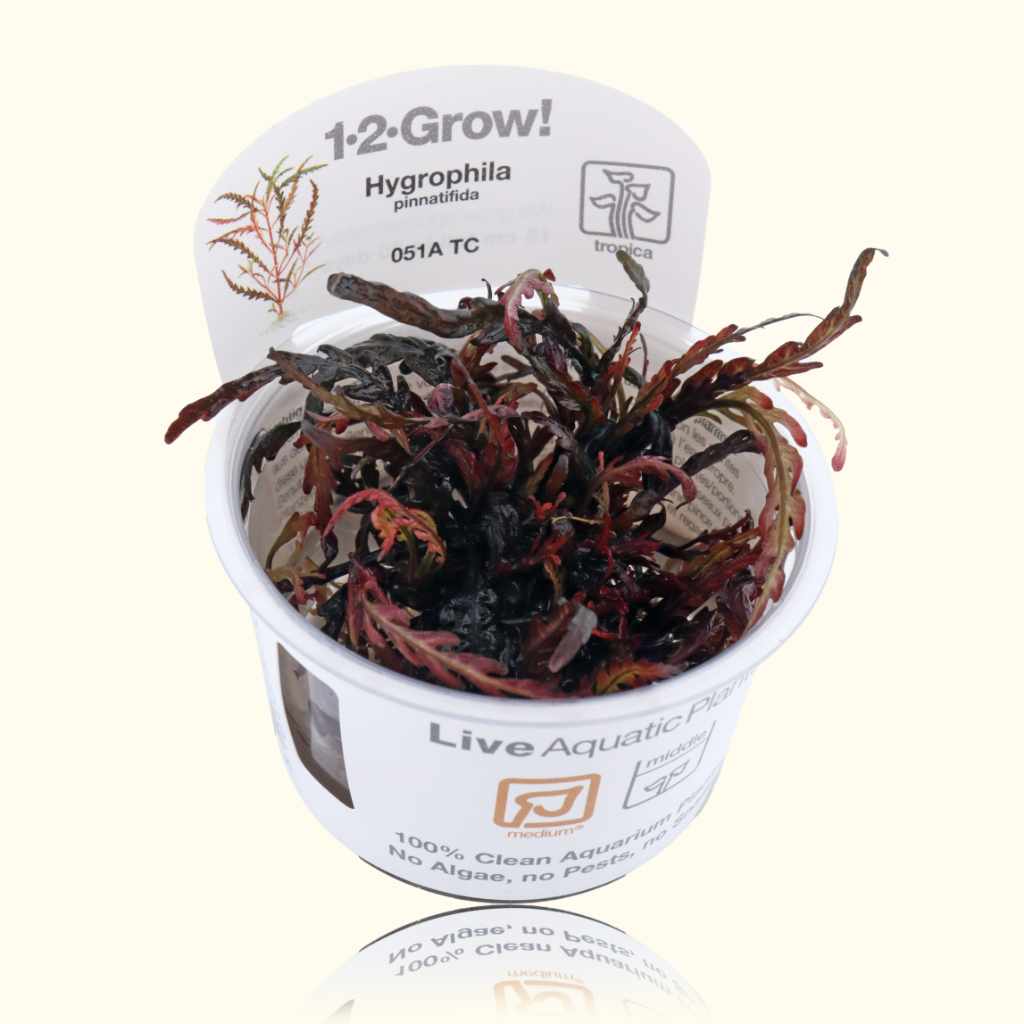 hygrophila-pinnatifida-tissue-culture-1499981