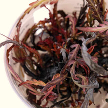 Load image into Gallery viewer, Plants Live Plants Hygrophila Pinnatifida Tissue Culture
