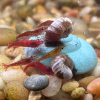 Easy Shrimp and Snail Shells