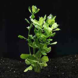 in-store-water-wisteria-waterwist-34661244239941