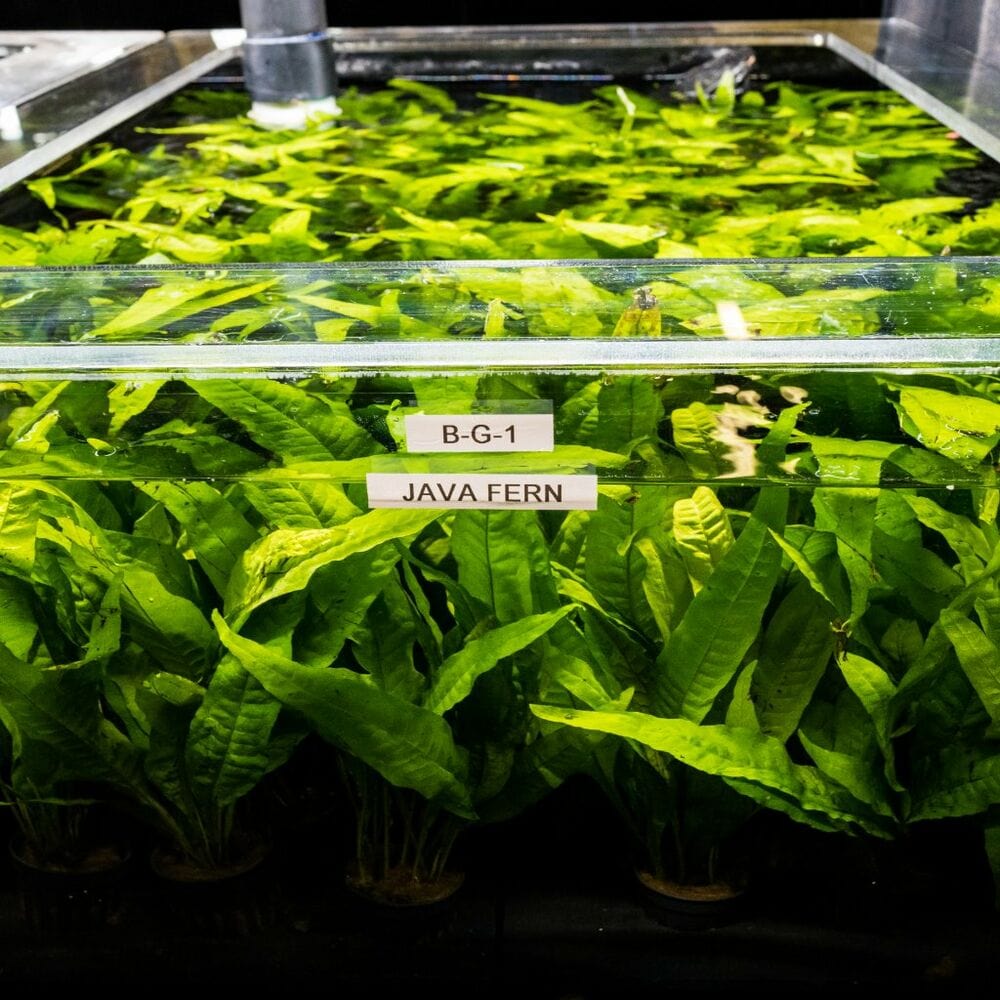 Java Fern | Fish Tank Plants | Live Aquarium Plants for Sale – Aquarium ...
