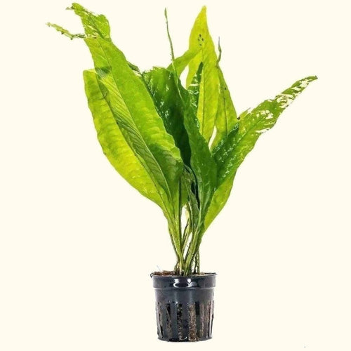 Plants Live Plants Java Fern