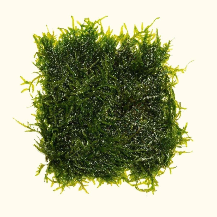 Java Moss Java Moss for Sale Live Aquarium Moss on Mesh Aquarium