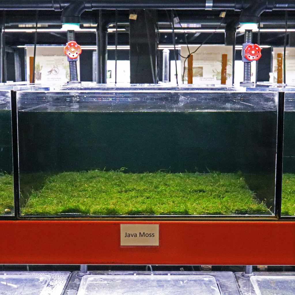 Christmas Moss Fiber Mat Aquarium Moss Decor for Planted Aquarium – Glass  Aqua