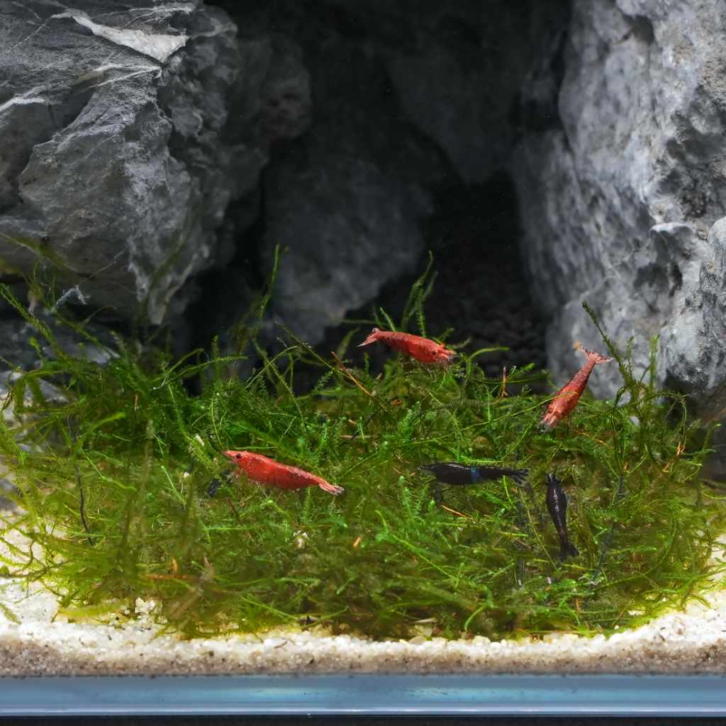 Java Moss Portion Large 4 Oz Cup Aquatic Plants and Aquarium Decorations  BUY 2 GET 1 FREE Free Shipping 