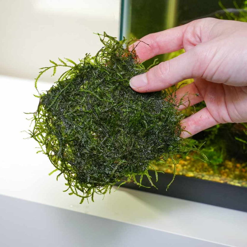 Java Moss Mesh Java Moss | Java Moss for Sale | Live Aquarium Moss on Mesh – Aquarium ...