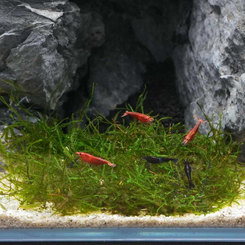 Java Moss Mesh Java Moss | Java Moss for Sale | Live Aquarium Moss on Mesh – Aquarium ...