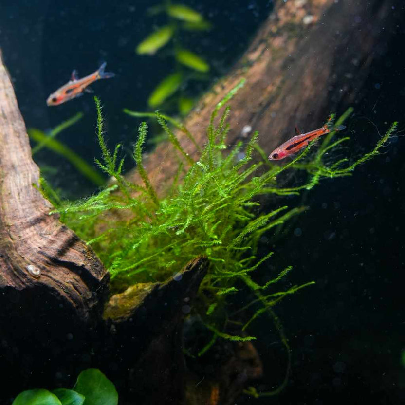 Java Moss | Java Moss for Sale | Live Aquarium Moss on Mesh – Aquarium ...