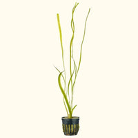 Jungle Vallisneria