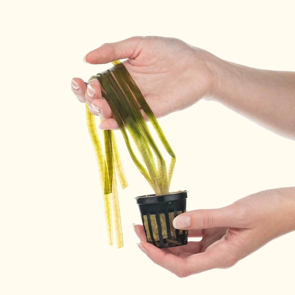 jungle-vallisneria-9956791