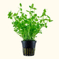 Lindernia Rotundifolia 'Watermelon' - Aquarium Co - Op