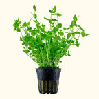 Lindernia Rotundifolia 'Watermelon' - Aquarium Co - Op