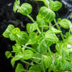 Lindernia Rotundifolia 'Watermelon' - Aquarium Co - Op