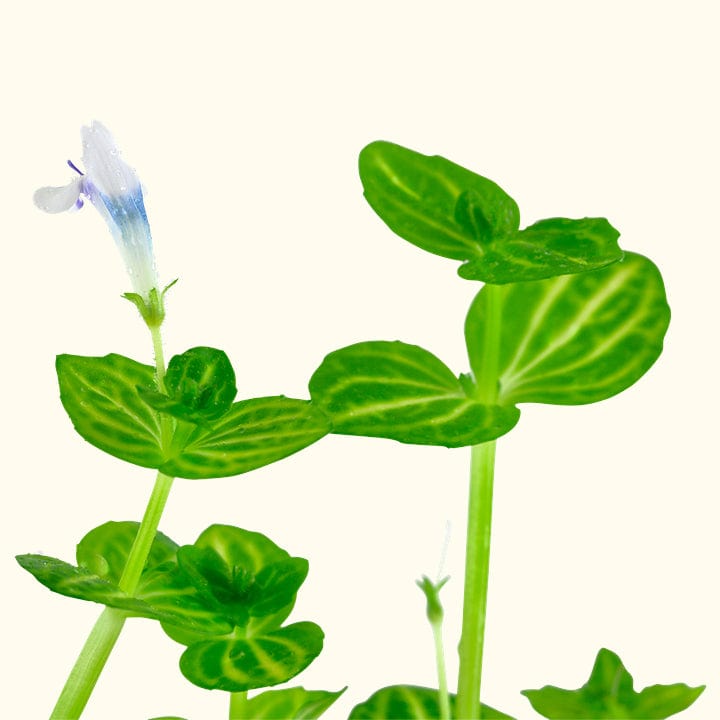 Lindernia Rotundifolia 'Watermelon' - Aquarium Co - Op