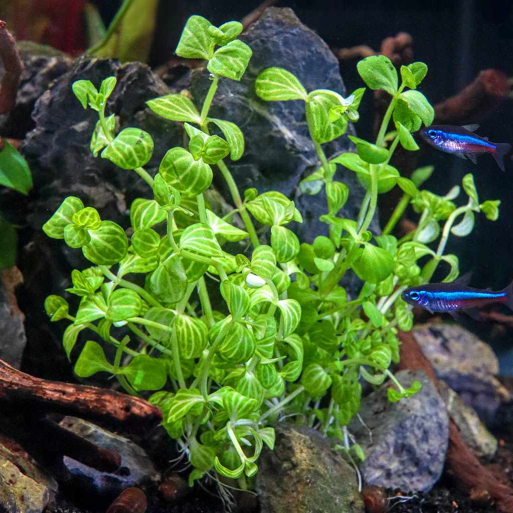 Lindernia Rotundifolia 'Watermelon' - Aquarium Co - Op