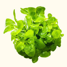 Load image into Gallery viewer, Lobelia cardinalis &amp;#39;Mini&amp;#39; Tissue Culture - Aquarium Co - Op
