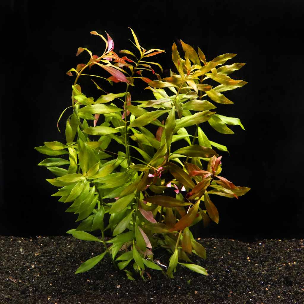 ludwigia-repens-red-5317622