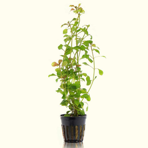 ludwigia-repens-red-8990198