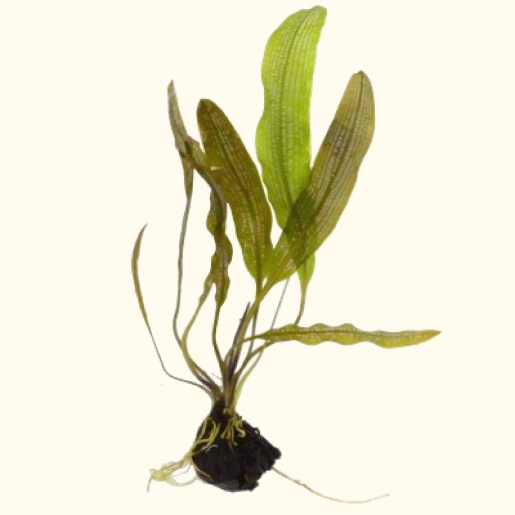 Madagascar Lace Plant