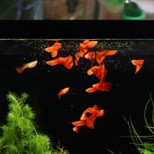 Load image into Gallery viewer, Magic Bite Size Pellets - Aquarium Co - Op
