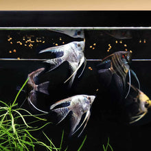 Load image into Gallery viewer, Magic Nuggets - Aquarium Co - Op
