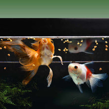 Load image into Gallery viewer, Magic Nuggets - Aquarium Co - Op
