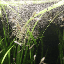 Load image into Gallery viewer, Magic Small Fish Feed
