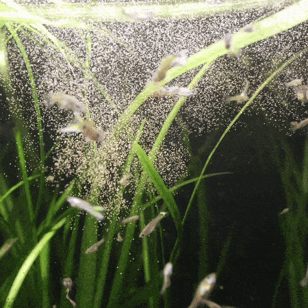 magicsmallfishfeed