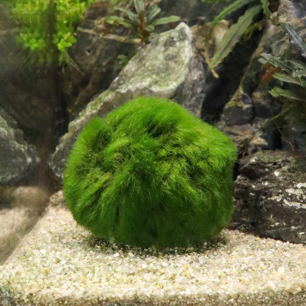 Buy Marimo moss balls? -  - Tips & advice