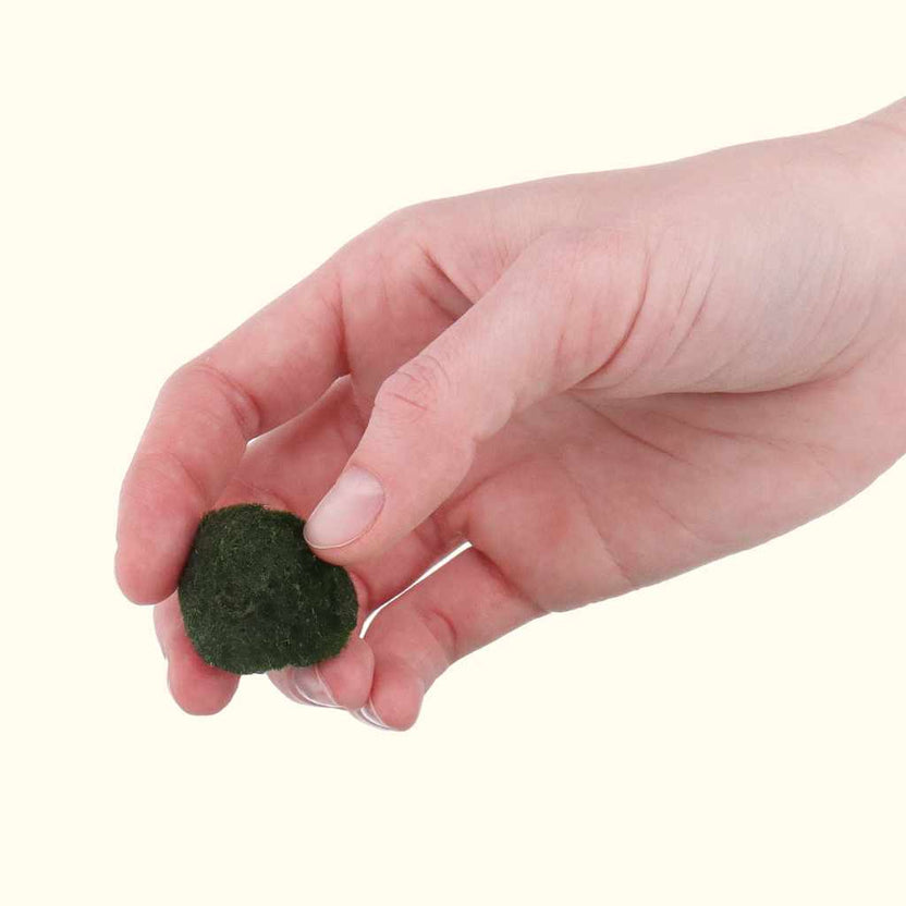 Marimo Moss Ball Live Moss Ball Aquarium Moss for Sale Aquarium CoOp