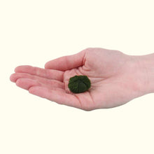 Load image into Gallery viewer, Plants2 Live Plants Marimo Moss Ball
