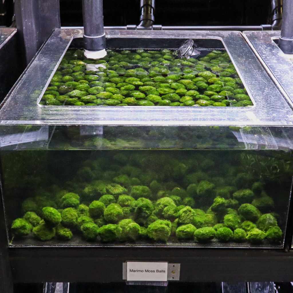 Marimo Moss Ball Betta