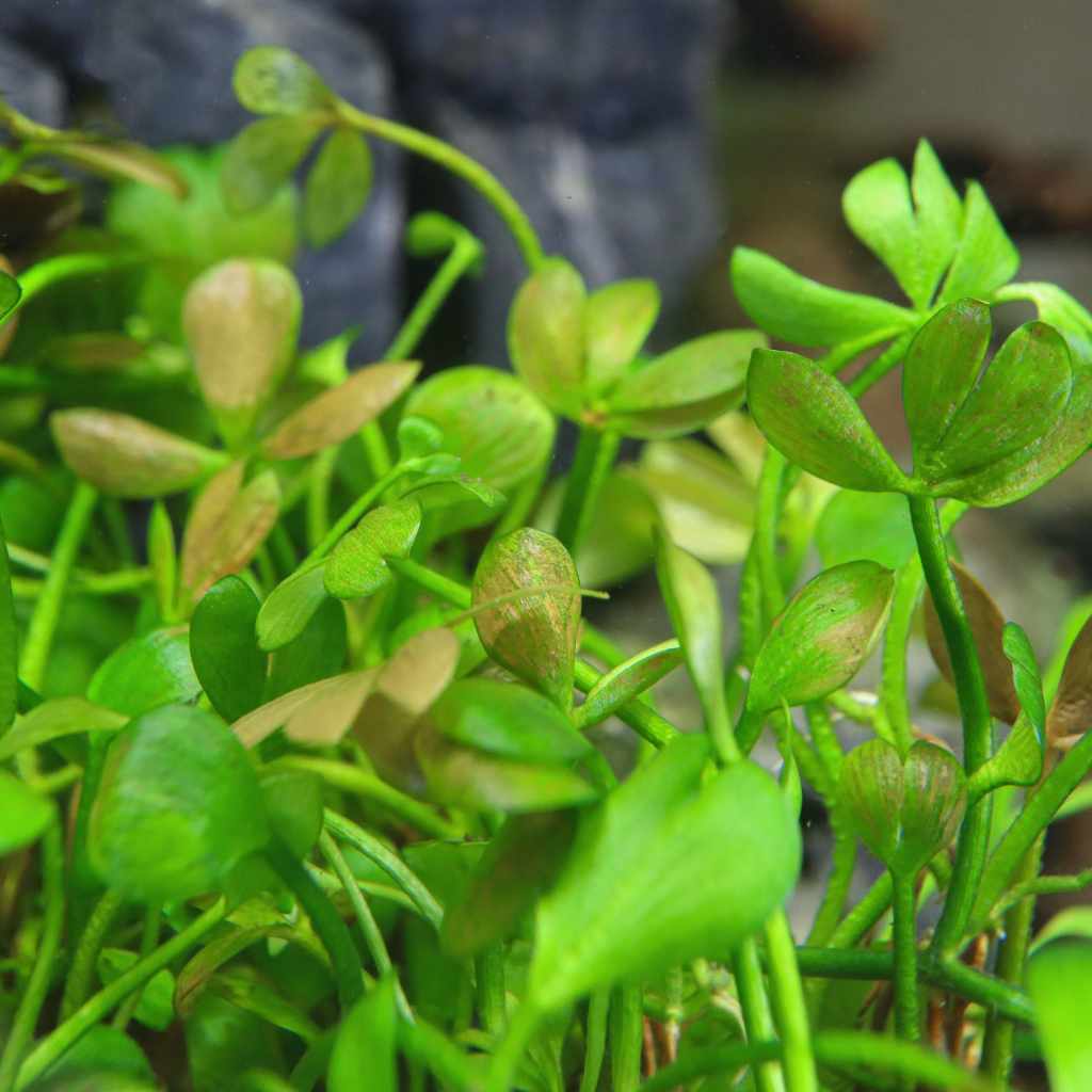 marsilea-hirsuta-tissue-culture-5002986