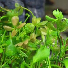 Load image into Gallery viewer, Plants Live Plants Marsilea Hirsuta Tissue Culture
