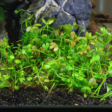 Load image into Gallery viewer, Marsilea Hirsuta Tissue Culture - Aquarium Co - Op
