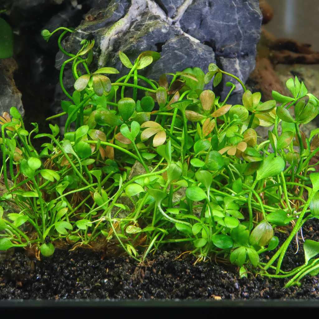 marsilea plant Marsilea hirsuta Tissue Culture