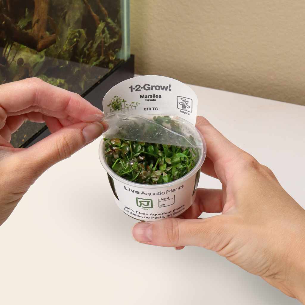 Marsilea hirsuta Tissue Culture