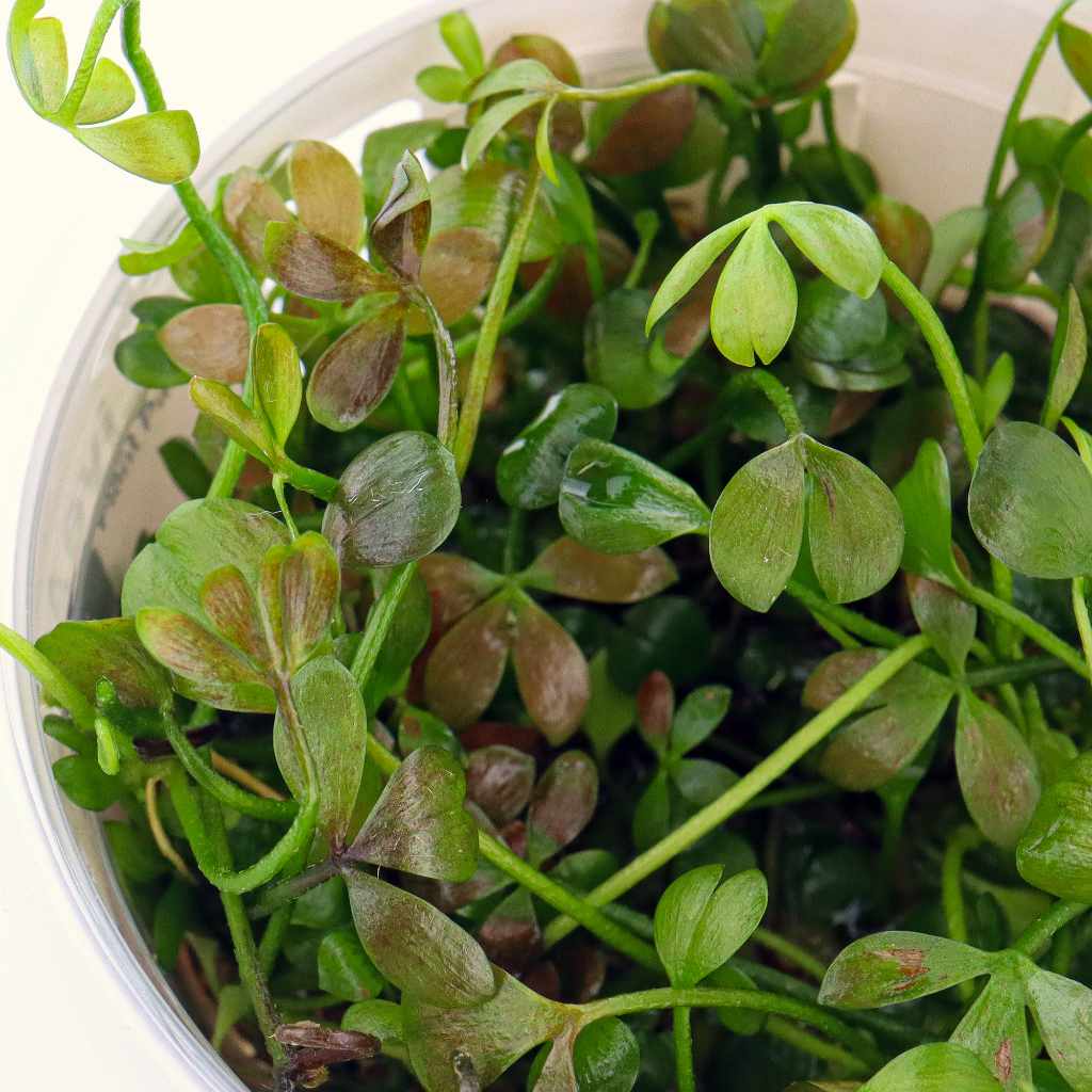 Marsilea hirsuta Tissue Culture