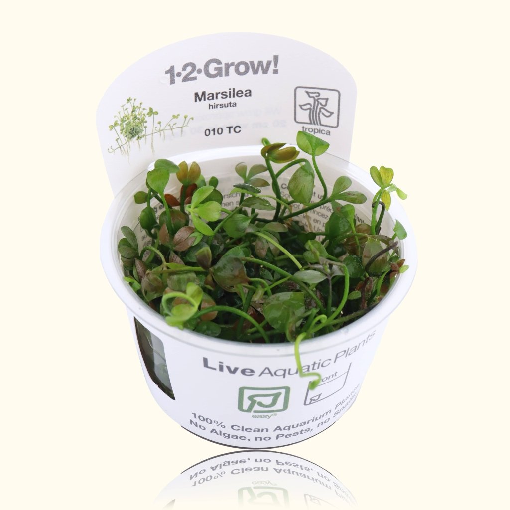 marsilea-hirsuta-tissue-culture-9815559